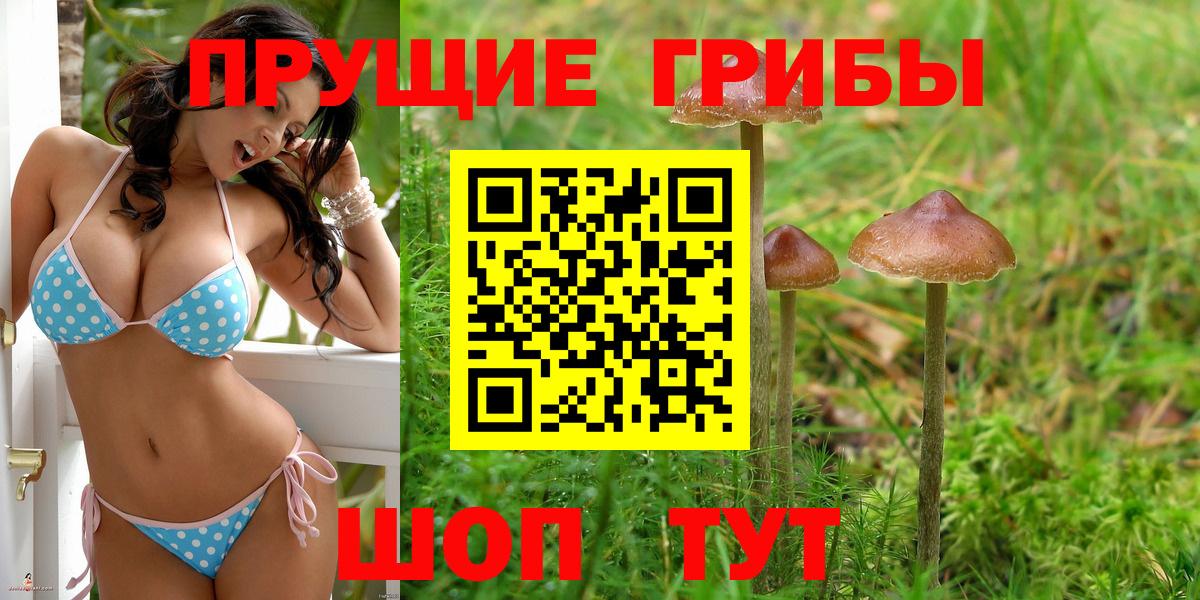 Галлюциногенные грибы Cubensis Свободный